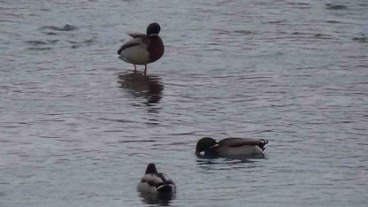 Kars’ta yaban hayatı şehre indi: Yeşilbaş ördeklerin yemek mesaisi kamerada