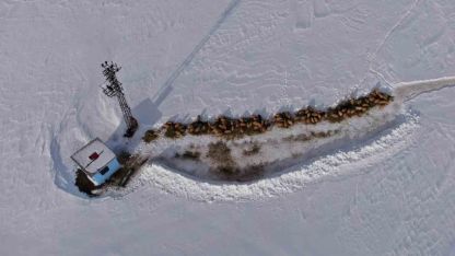 Van’da besicilerin karda zorlu mesaisi sürüyor