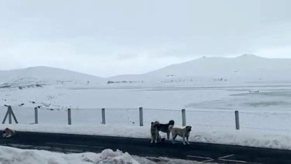 Ağrı’da başıboş sokak köpekleri tehlike saçıyor