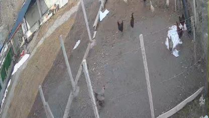 Kümese giren tilki tavuğu alıp götürdü: O anlar kamerada