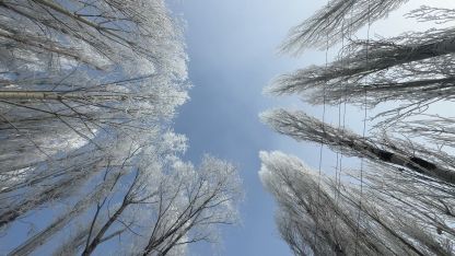 Yüksekova’da sisle birleşen kırağı ağaçları sanat eserine dönüştürdü