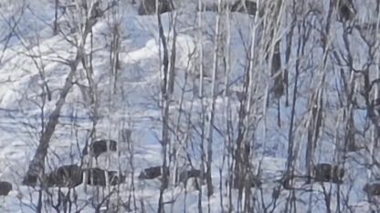 Munzur Vadisi’nde karlı dağlarda yiyecek arayan domuz sürüsü görüntülendi