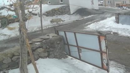 Köye inen kurt kaz sürüsüne saldırdı