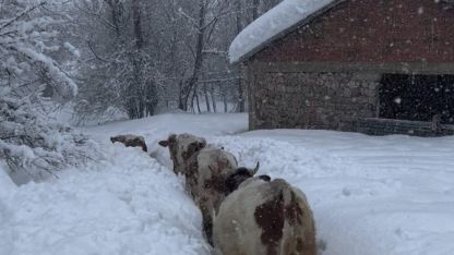 Tunceli’de kar kalınlığı 1,5 metreyi aştı: İnekler karda kayboldu