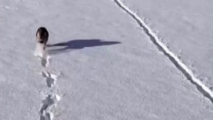 Kurtlar karlı arazide ağzında kemikle görüntülendi