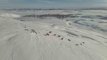 Karayazı’da kurt sürüsü gündüz vakti görüntülendi