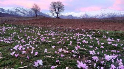 Elazığ’da baharın habercisi çiğdemler erken açtı