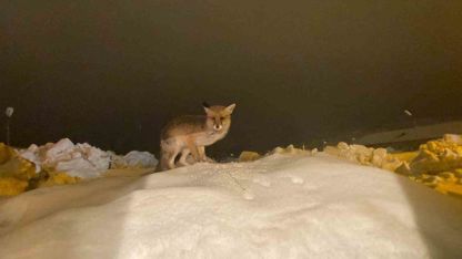 Aç kalan tilkiye şefkat eli: "O yedikçe ben mutlu oldum"