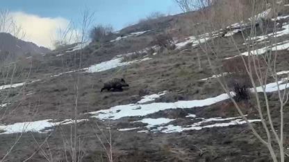 Erzurum’da yavru yaban domuzu sürüsünü arıyor