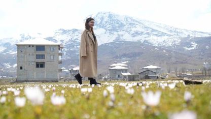 Baharın habercisi çiğdemler açtı