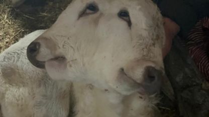 Erzurum’da çift başlı buzağı dünyaya geldi