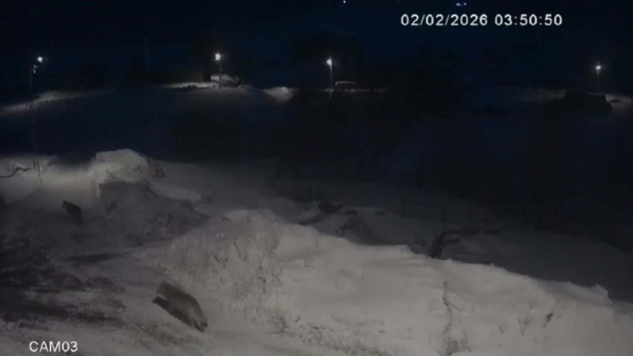 Kars’ta kurtlar köylerde cirit atıyor