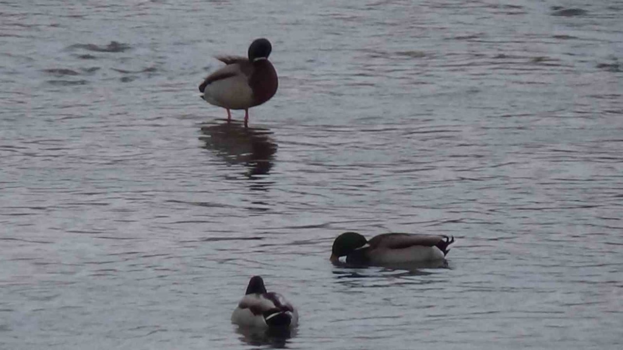 Kars’ta yaban hayatı şehre indi: Yeşilbaş ördeklerin yemek mesaisi kamerada