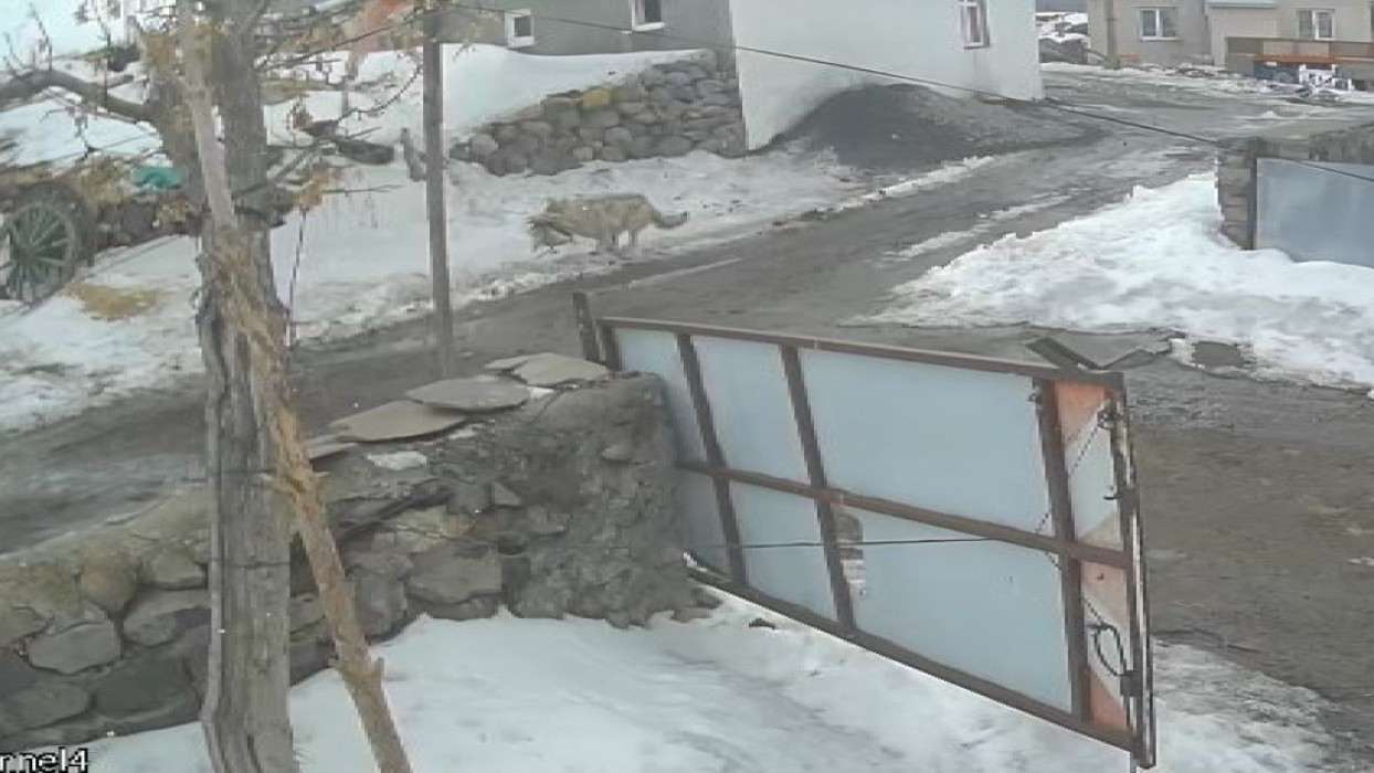 Köye inen kurt kaz sürüsüne saldırdı