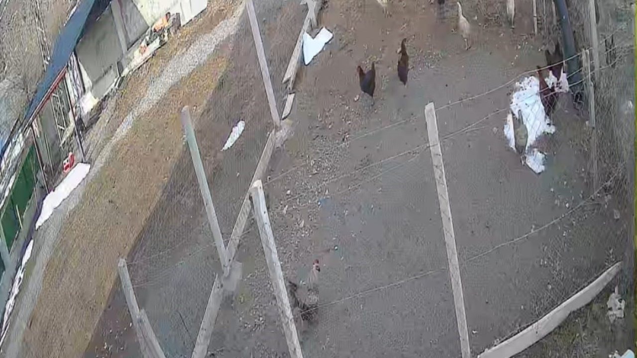 Kümese giren tilki tavuğu alıp götürdü: O anlar kamerada