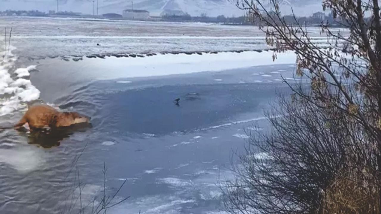 Kura Çözüldü: Su Samurları Yüzeye Çıktı