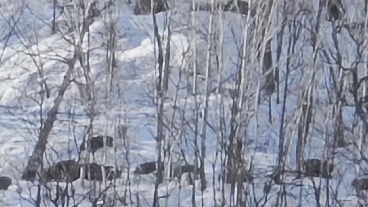 Munzur Vadisi’nde karlı dağlarda yiyecek arayan domuz sürüsü görüntülendi