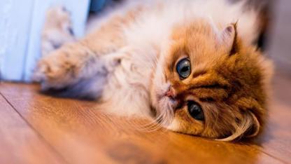 Golden ve Silver British Longhair Fiyatları 2026: Neden Bu Kadar Değerli?