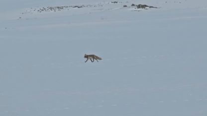 Tilkiler yol kenarında yiyecek aradı