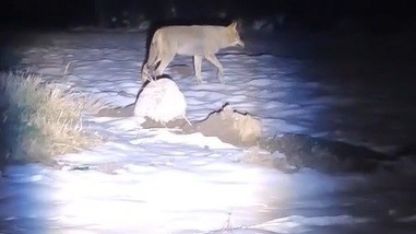 Erzincan’da aç kalan kurtlar köye indi