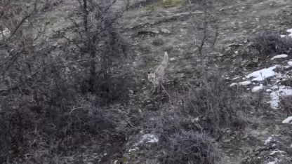 Hasköy’de tilkilerin dron ile imtihanı