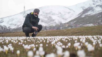 Muş Ovası’nda çiğdemler yeniden yüzünü gösterdi