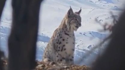 Akdağ’ın eteklerinde vaşak, kurt ve dağ keçisi peş peşe görüldü