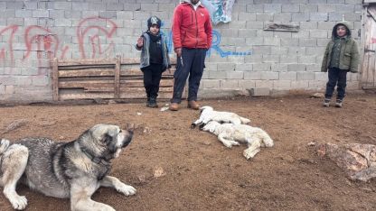 Kuzular belirti göstermeden bir anda telef oluyor