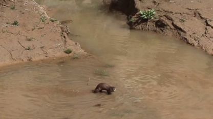 Erzurum’da nesli tehdt altındaki su samuru görüntülendi