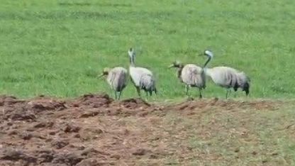Türkülere konu olan turnalar Tunceli’de görüntülendi