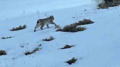 Erzurum’da karlı arazide vaşak görüntülendi