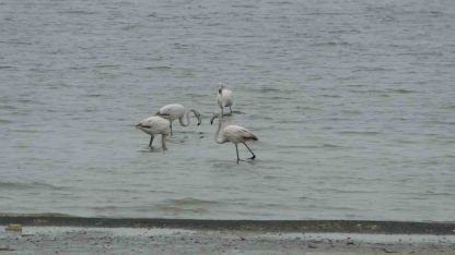 Allı turnalar bu yıl Van’a erken geldi