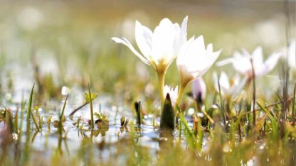 Erzincan’da kardelenler baharın müjdesini verdi