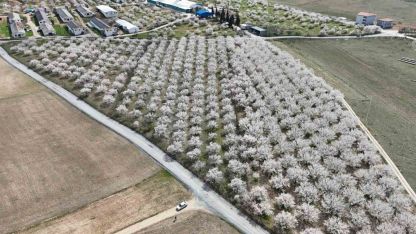 Malatya’da çiçek açan kayısı bahçeleri havadan görüntülendi