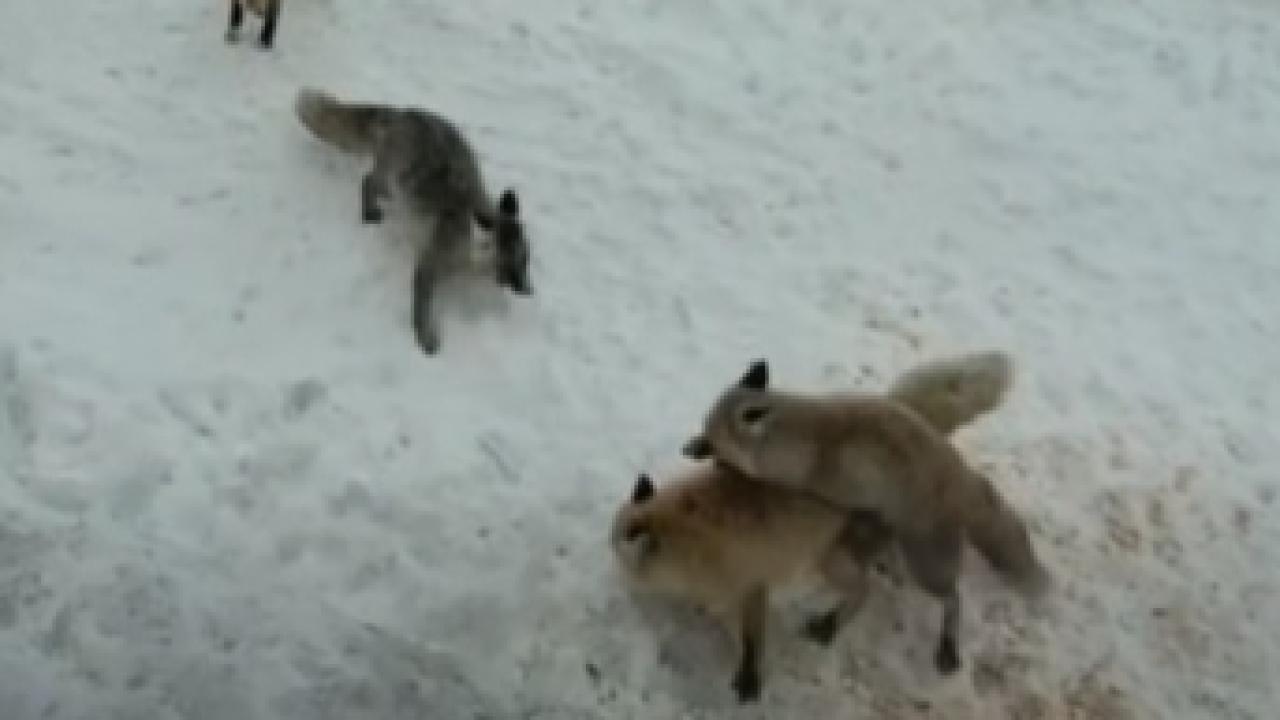 Ardahan’da tilkilerin ekmek kavgası kamerada