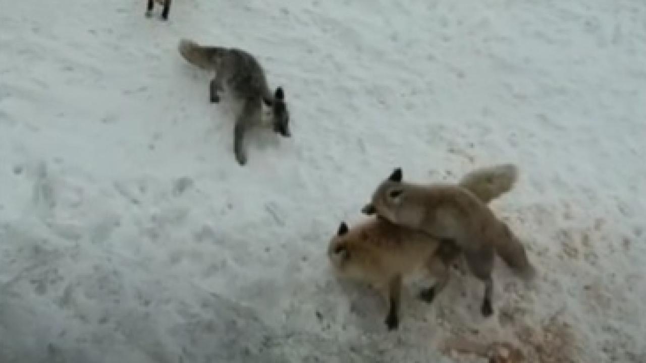 Ardahan’da tilkilerin ekmek kavgası kamerada