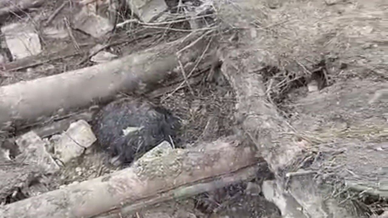 Başkale’de ahır çöktü: 20 küçükbaş hayvan göçük altında kaldı