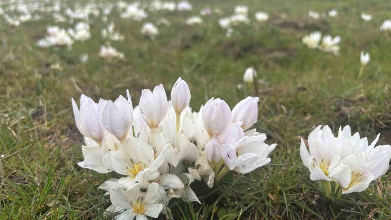 Bingöl’de baharın habercisi kardelenler yüzünü gösterdi
