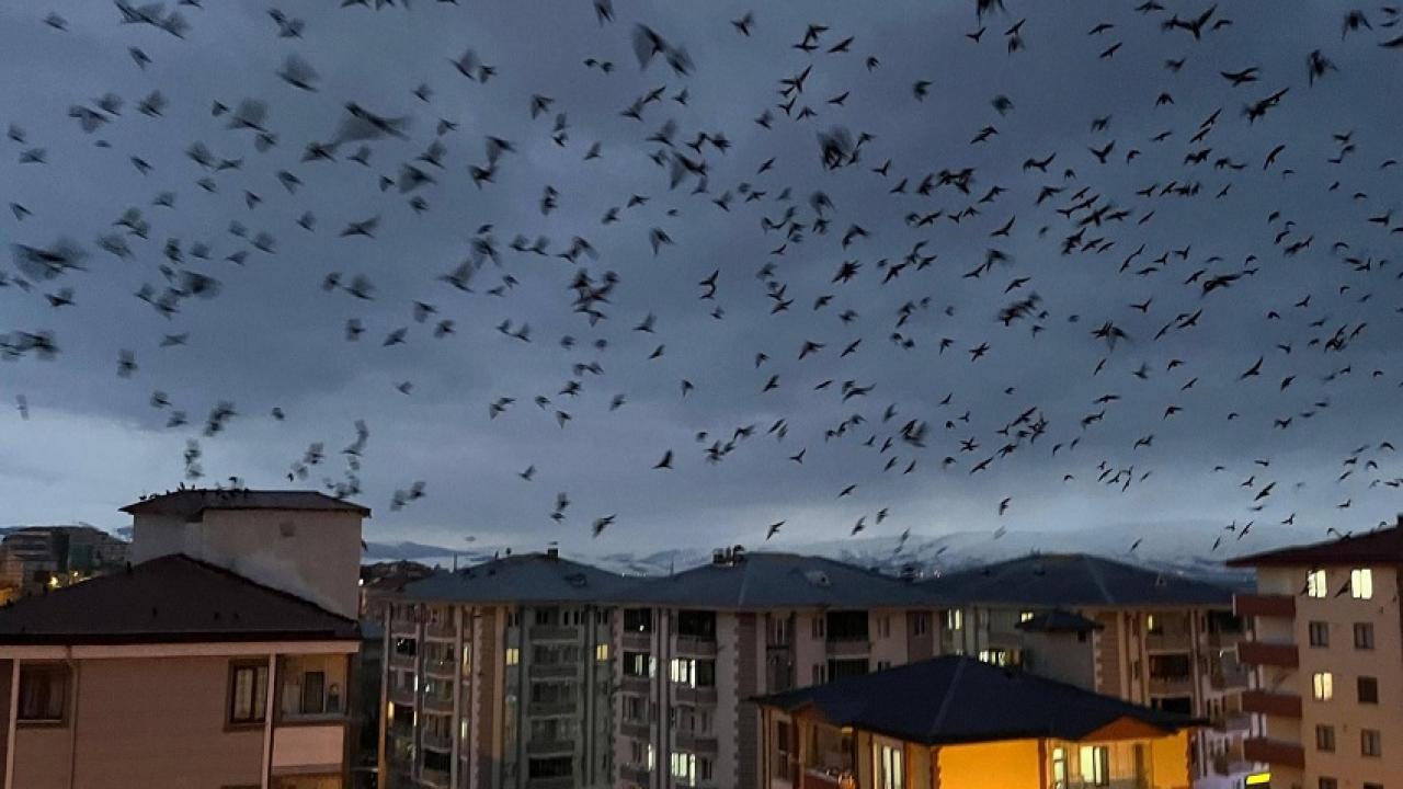 Bu neyin habercisi: Ardahan’da karga istilası!