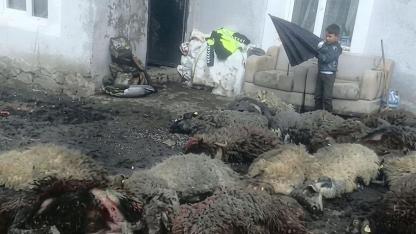 Çıldır’da ahır çöktü: Tüm koyunlar telef oldu