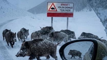 Domuzlar şehre indi: Yollardaki büyük tehlike!