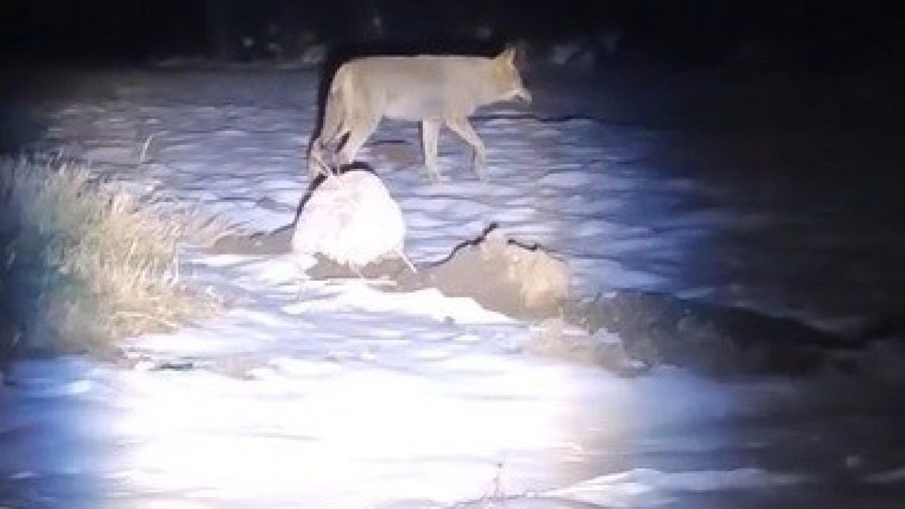 Erzincan’da aç kalan kurtlar köye indi