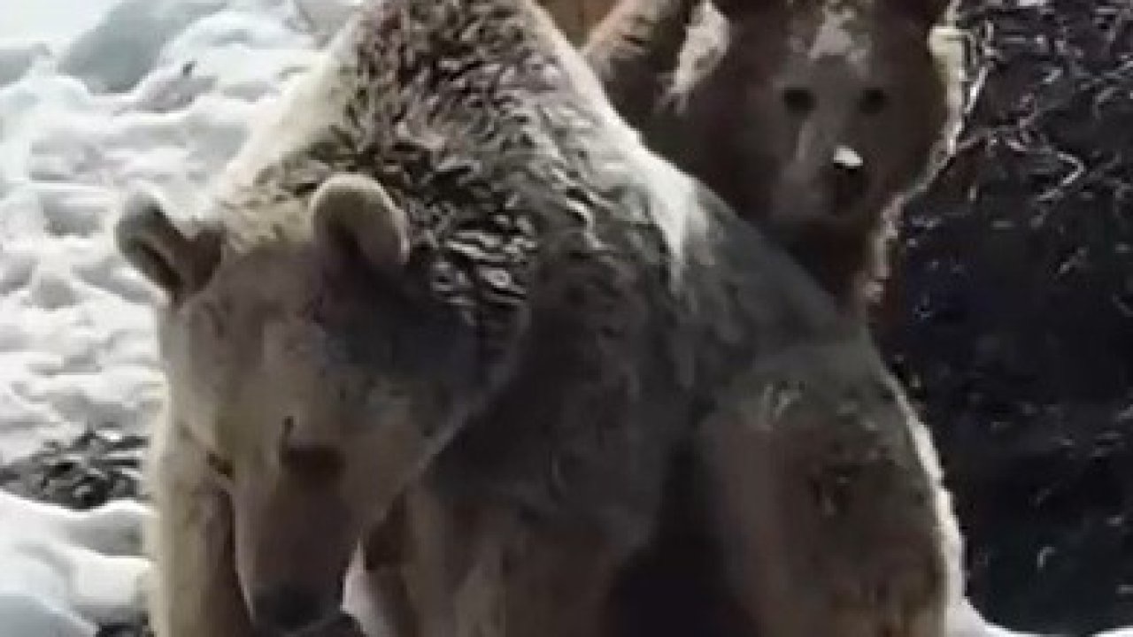 Erzincan’da ayıların kar keyfi kamerada