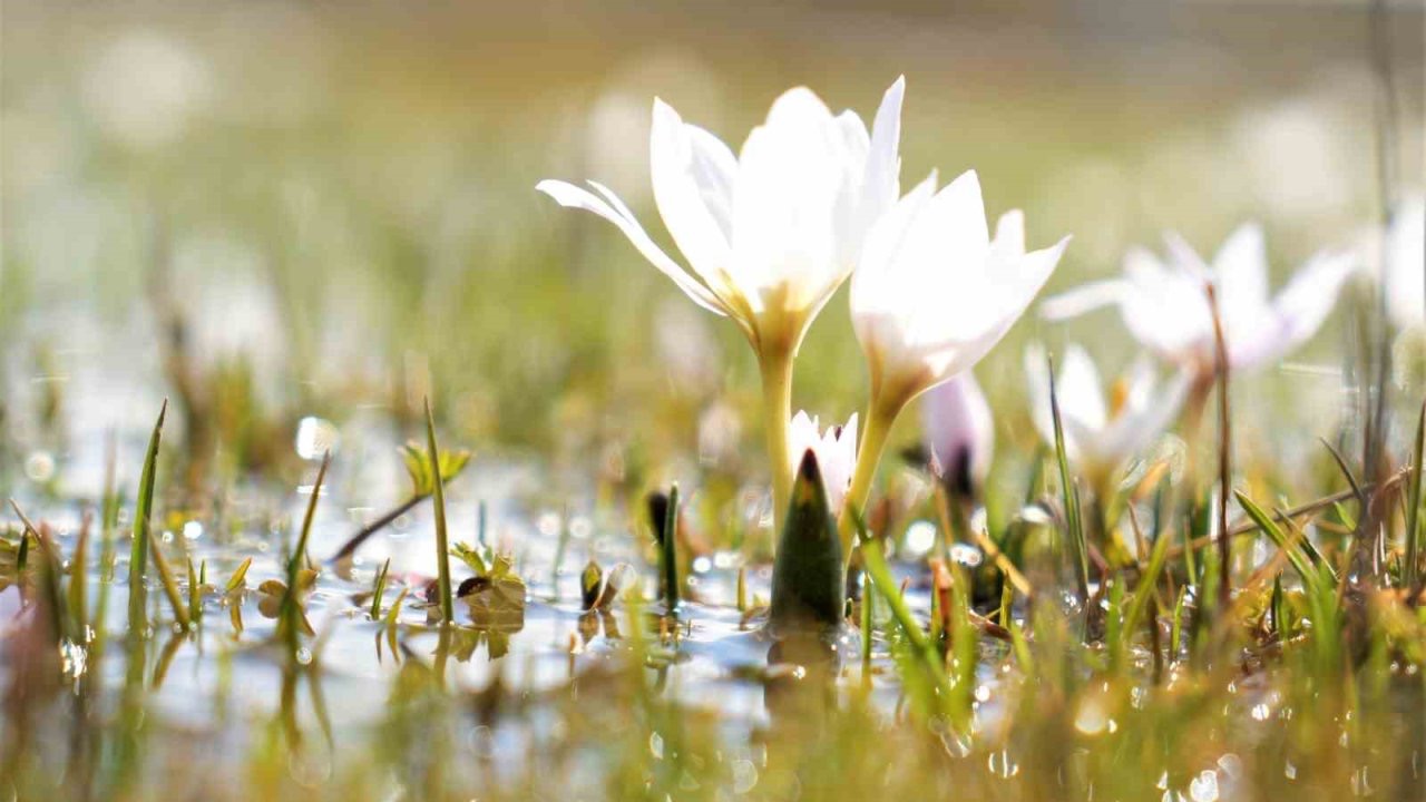 Erzincan’da kardelenler baharın müjdesini verdi