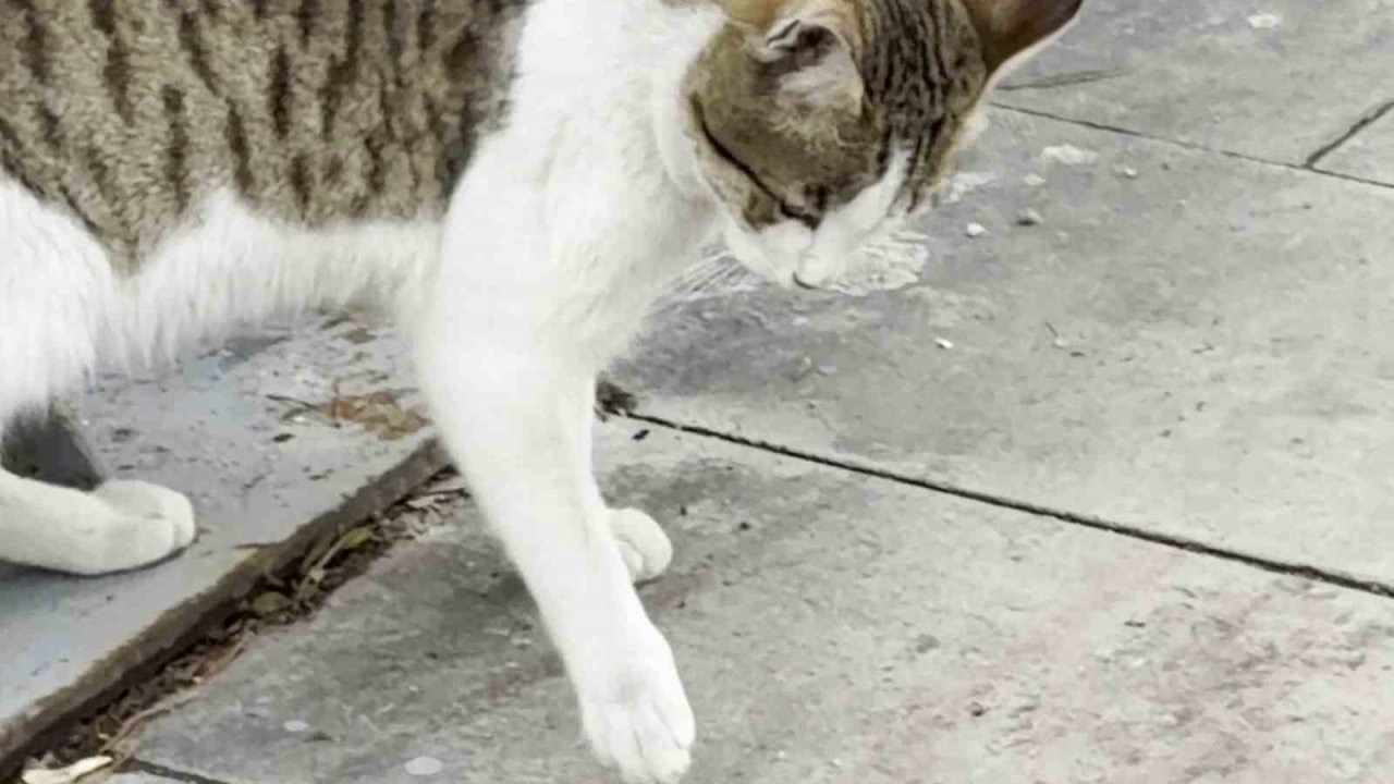 Fareden oscarlık performans: Kediden kurtuluşu ölü taklidinde aradı