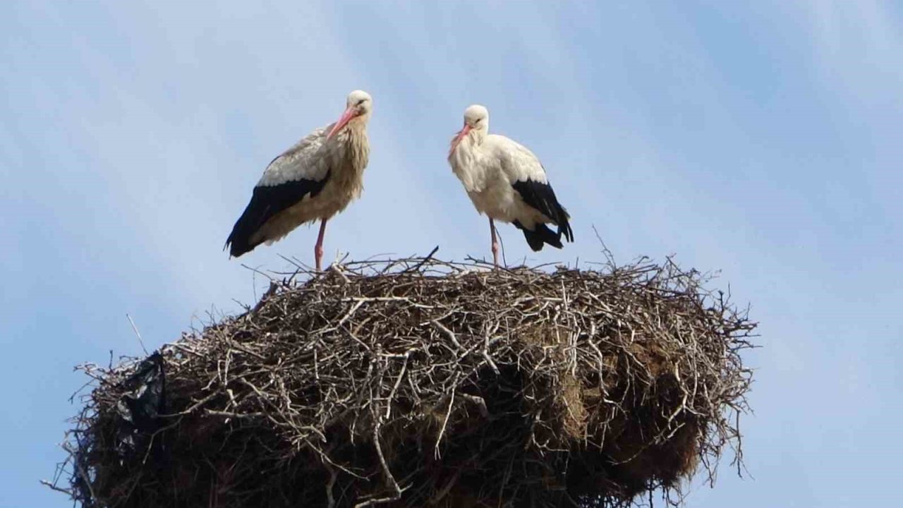 Hasköy’de leylekler aynı güzergahta 18 yuvayı doldurdu