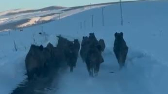 Karlı köy yolundaki domuz sürüsü kamerada