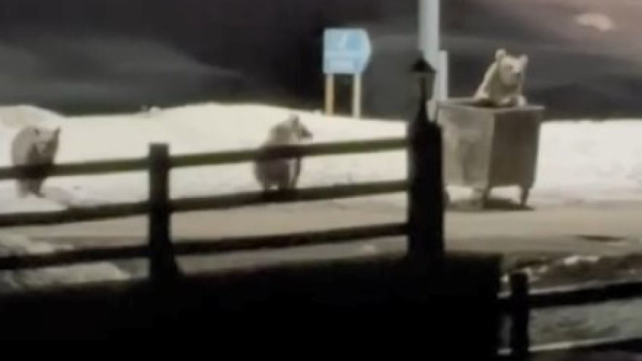 Kars’ta anne ayı ve yavrularının çöp konteynırı mesaisi kamerada