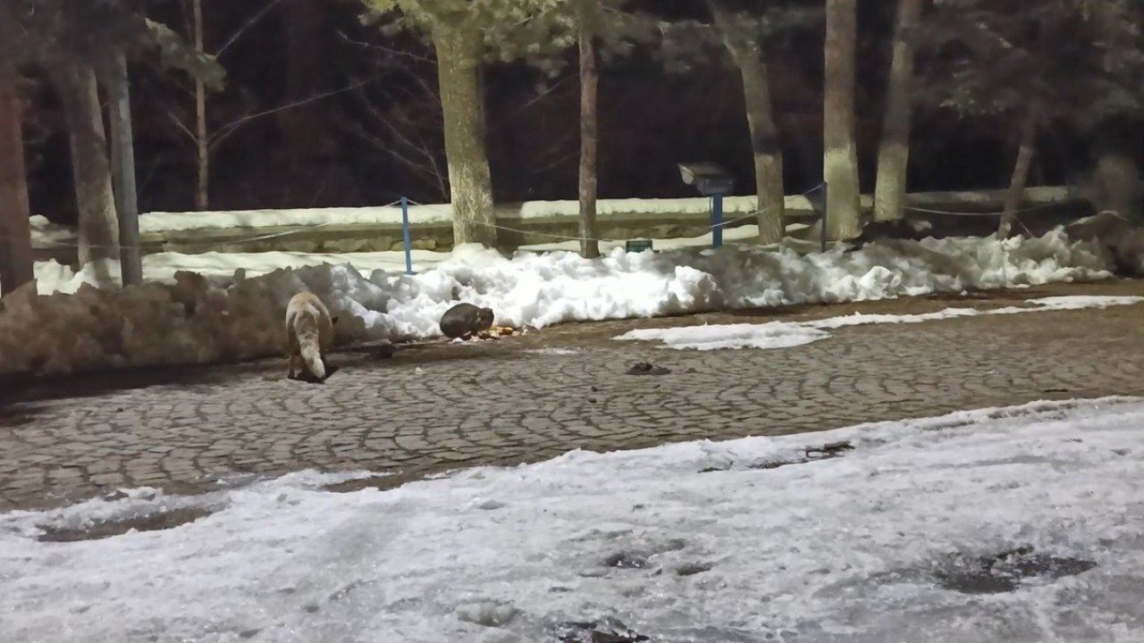 Kars’ta kedi ile tilkinin ilginç karşılaşması kamerada