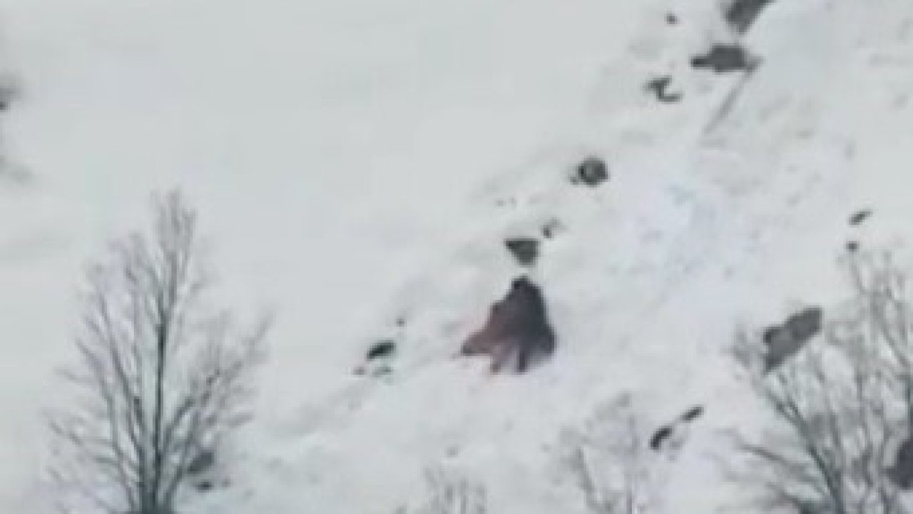 Kış uykusundan uyanan ayıların kar keyfi